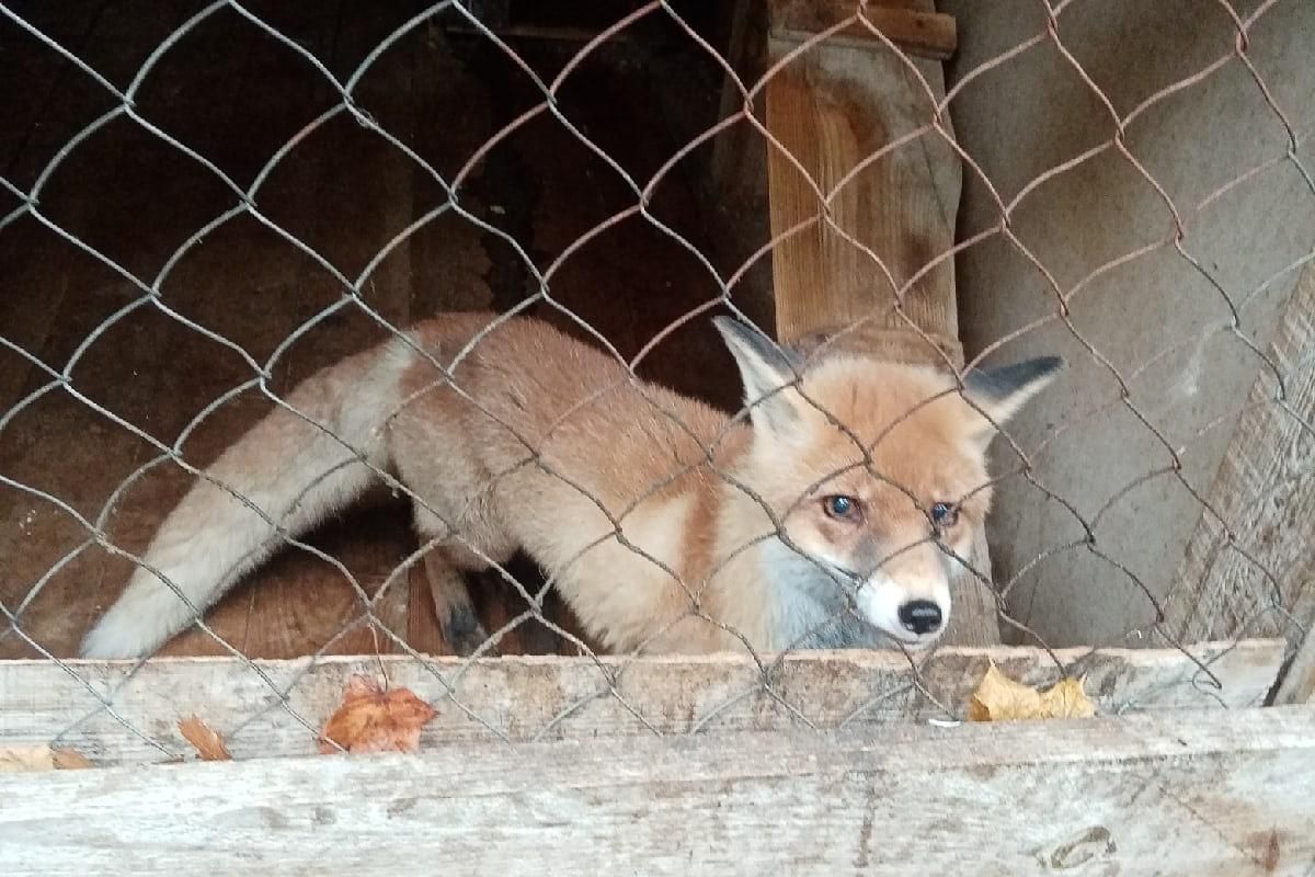 Жигулевск - город в горах! С посещением "Дом - музей лисы!"