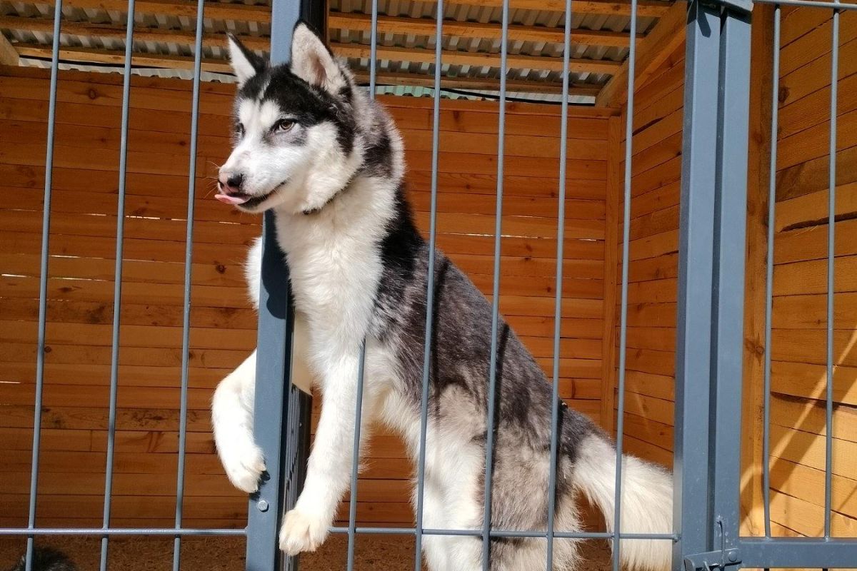 Эксклюзивное предложение! Веселые приключения в “Маламут Ленд”