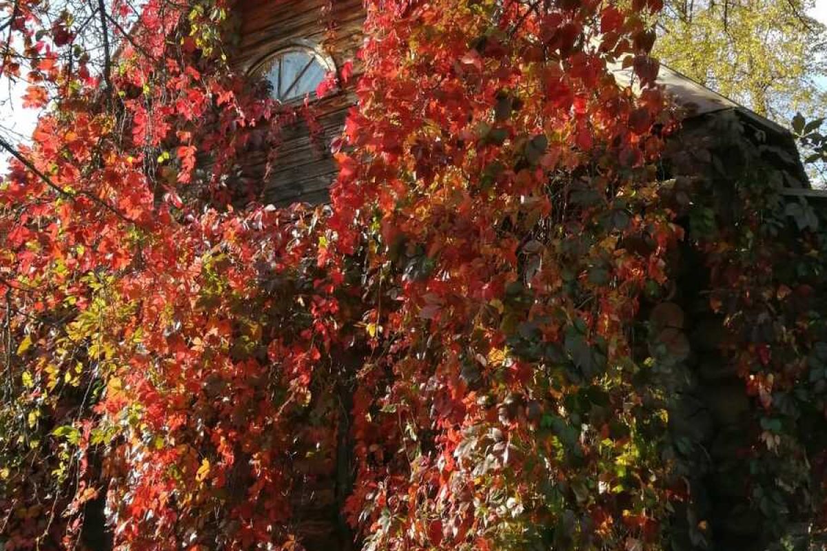 «Страна гениев»: Усадьба Шахматово-Тараканово