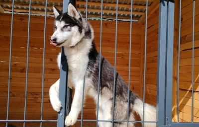 Эксклюзивное предложение! Веселые приключения в “Маламут Ленд”