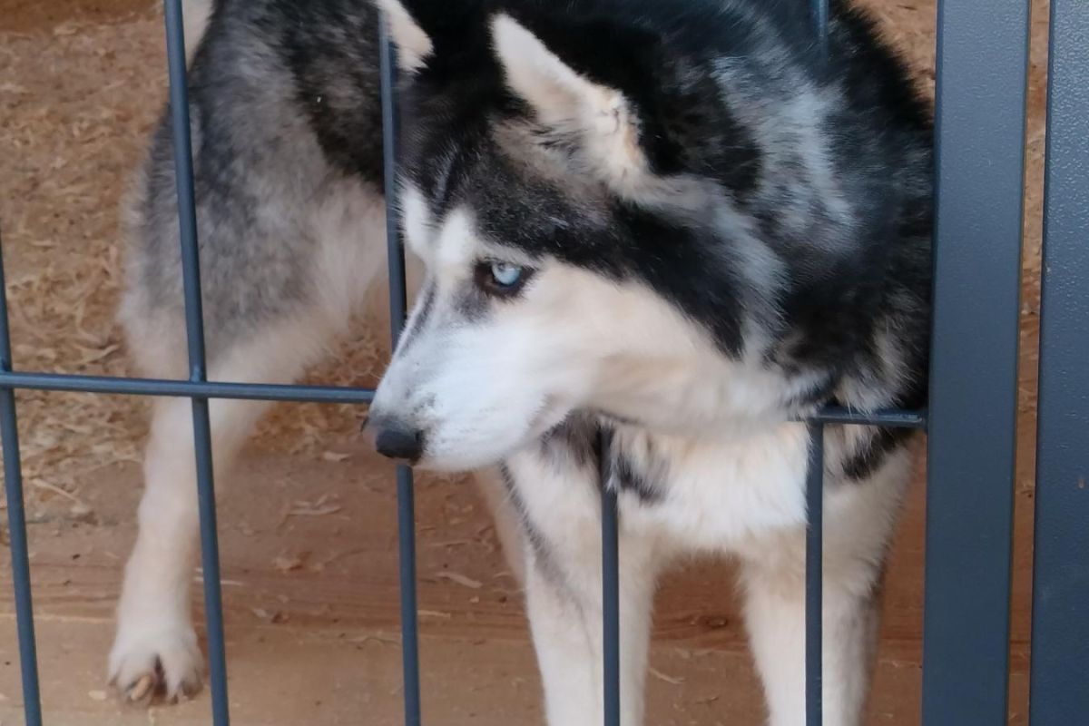 Эксклюзивное предложение! Веселые приключения в “Маламут Ленд”